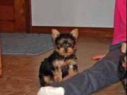 Teacup Yorkie Puppies for sale