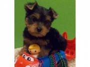 Teacup Yorkie Puppies for sale