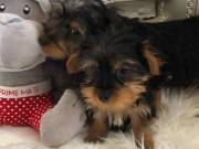Teacup Yorkie Puppies for sale
