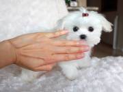 Charming Maltese Puppies