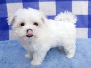 Adorable Baby Maltese Puppy