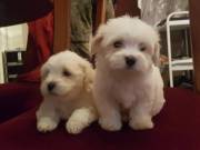 Super adorable Maltese Puppies