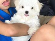 Top Quality Registered Pomeranian. text 551-244-3106