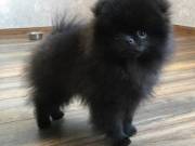 Top Quality Registered Pomeranian. text 551-244-3106