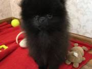 Top Quality Registered Pomeranian. text 551-244-3106