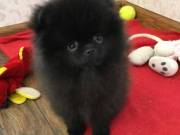Twin Pomeranian Puppies For Sale Text or Call 551-244-3106
