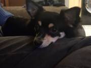 Twin Pomeranian Puppies For Sale 