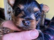 We have two beautiful Male and Female Yorkie puppies (801) 829-7131