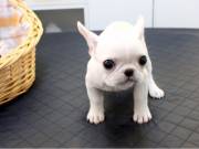 Beautiful tea cup puppies looking for a good loving home.