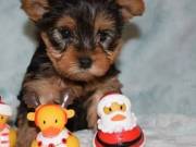 Beautiful Male and Female Yorkie Puppies