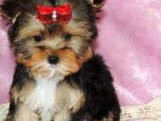 Beautiful Male and Female Yorkie Puppies