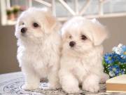 Adorable Maltese Puppies