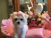 cute  maltese puppies available for sale (252)366-8230