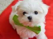 pretty Maltese puppies available for sale +1(252)366-8230