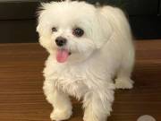 CKC REGISTERED PURE BREED MALTESE PUPPY/ (929) 438-4908 ////