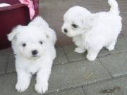 Adorable Teacup Maltese Puppies