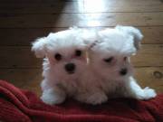 Lovely White Teacup Maltese Puppies