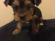 affectionate and lovelyYorkie puppies for  sale