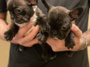 Gift puppies French bulldog for adoption for more infor(+13524438402)  whatsapp