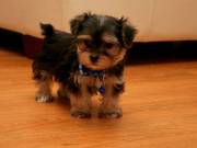 pretty yorkie pups available for sale 2523668230