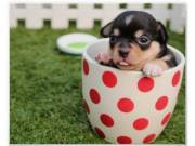 Teacup Chihuahua Puppies Text (317) 520-7715