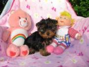 Cute Yorkie Puppies for Adoption Now 7172004919