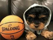 Cute Yorkie Puppies for Adoption Now (717)200-4919