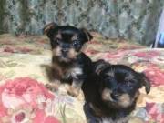 GORGEOUS MALE AND FEMALE YORKIE PUPPIES TEXT +1(408) 728 9274