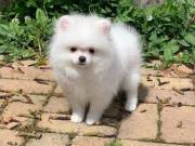 Adorable pomerenian puppies available 