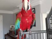 Interested in the female Macaw give me a call/text +18582186684