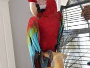 Interested in the female Macaw give me a call/text +18582186684