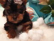 Purebred and healthy Yorkie puppies so cute and adorable.