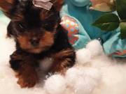 Purebred and healthy Yorkie puppies so cute and adorable.