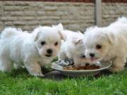 Magnificent tea cup Maltese puppies for sale 