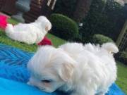 Teacup maltese puppies for sale