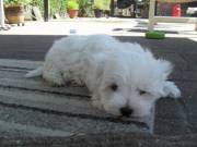 Quality Maltese Puppies Available