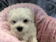  Maltese Puppies for sale 
