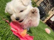  Maltese Puppies for sale 