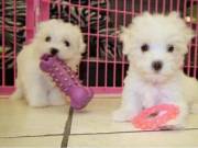 beautiful Teacup maltes puppies male & female for sale whatsapp or call +1(605)951-0109