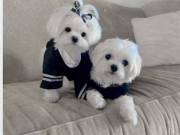 beautiful Teacup maltes puppies male & female for sale +1(605)951-0109