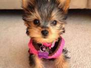 Teacup Yorkie puppies michelenacy6@gmail.com