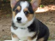 pretty corgi puppy for sale 2523668230