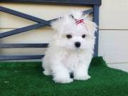 cute maltese baby for re home 2523668230