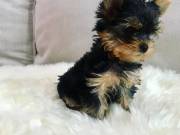 Yorkies Toy & teacup sizes