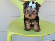 Yorkies Toy & teacup sizes