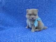 Two Precious Tea-cup Pomeranian puppies TEXT/CALL:(207) 517-5458