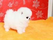 adorable Pomeranian puppies available Tex 5158540137
