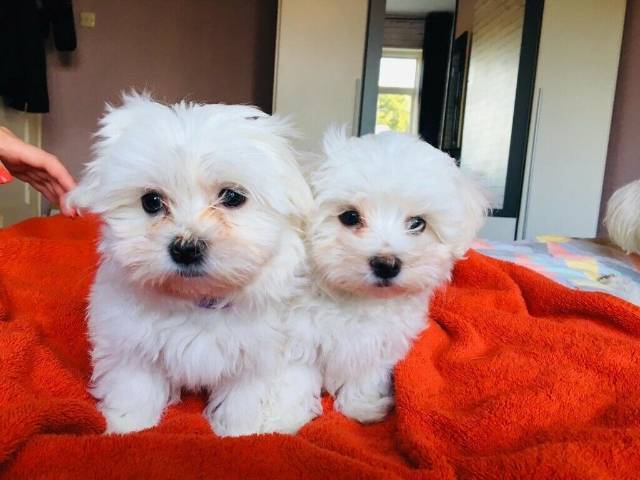 teacup maltese dogs