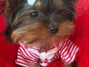 yorkie puppies for sale, male and female (530)428-5391
