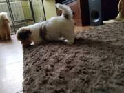 Excellent companions Shih Tzu puppies for adoption.